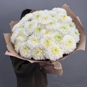 Букет из 27 хризантем Магнум в Рошале