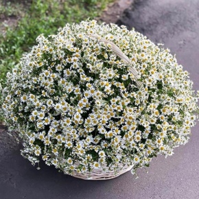 Композиция в корзине из 151 ромашки в Рошале