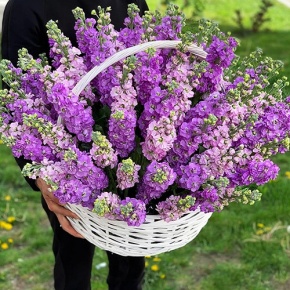 Композиция в корзине из 51 ароматной маттиолы в Рошале