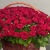 Композиция в корзине из 151 красной розы в Рошале Композиция в корзине из 151 красной розы в Рошале
